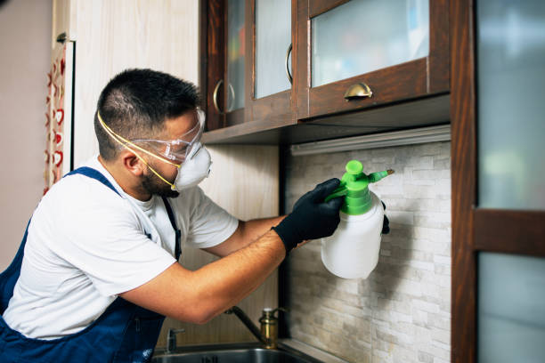 Wasp Removal Services in Fellsmere, FL