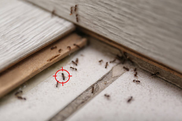 Professional Pest Control in Fellsmere, FL