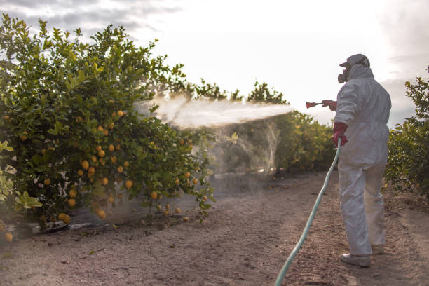 Best Affordable Pest Control Services  in Fellsmere, FL