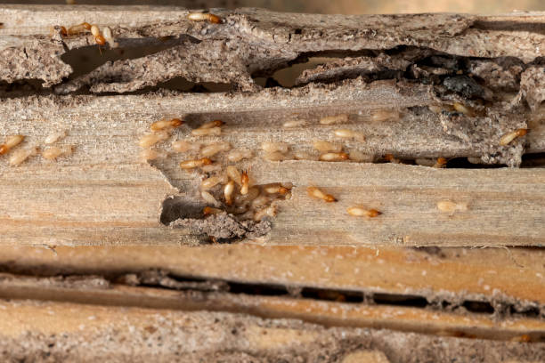 Best Emergency Pest Control  in Fellsmere, FL
