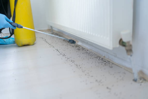 Best Pest Prevention Services  in Fellsmere, FL